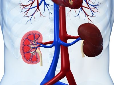 kidney2